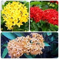 Pokok Bunga Jejarum (Keratan) ｜Ixora Coccinea Flower(Stems only) ｜仙丹花（切枝）