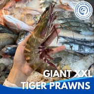 [Cheng Xin Seafood] PREMIUM XXL Giant Tiger Prawn 九节老虎虾 (900g-1KG)