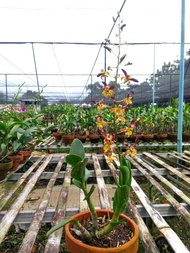 Anggrek Dendrobium Keriting Rambo