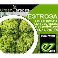 Estrosa Lettuce Lollo Bionda  400-500 seeds