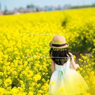 Rapeseed Flower 50 seeds 油菜花 50粒 (221 days, Height 159.4cm)