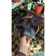Tanaman Hias Begonia Rex Ungu Ukuran Besar/Tanaman Hias Begonia Sexy