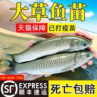 Freshwater Wholesale Extra Large Fish Fry Mosquito Four Everyone Fish Fry Culture Fish Fry Edible Sm