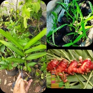 Bibit Jahe Merah Jahe Merah Unggul Tanaman Herbal