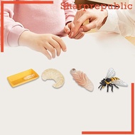 [Sharprepublic] Life Cycle of Bee Toys Teaching Materials Science Animal Growth Cycle Figures