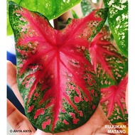 RON THONG Keladi MURAH Pokok Anak Ubi Caladium CHEAP Plant Bulb Cutting Thai Thailand ANYA ANYA