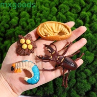 MXGOODS Growth Cycle Model Kids Toy Butterfly Growth Cycle Educational Spider Insect Animals For Kid