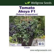 Tomato Akoya F1 (10sds) 番茄:珍珠 Determinate Vegetable Seeds Wellgrow Seeds