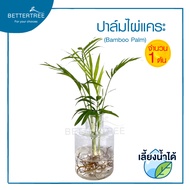 ปาล์มไผ่แคระ(จำนวน 1 ต้น) Bamboo Palm สามารถเลี้ยงกับน้ำได้ ไม้ฟอกอากาศ ไม้มงคล ไผ่