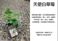 心栽花坊-天使白草莓/白草莓/草莓/草莓季/3吋/冬季限定/走莖苗/水果苗/售價100特價80