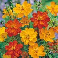 Orange Mix cosmos seeds 20 seeds
