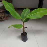 Natural Golden Banana Seedlings203 ready ak