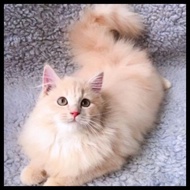 Kucing Persia Mix Mainecoon Bergaransi Original Best Seller