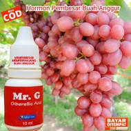 PEMBESAR BUAH ANGGUR UNTUK MEMPERBESAR & MEMPERPANJANG DOMPOLAN BUAH ANGGUR GA3 UNTUK BUAH ANGGUR