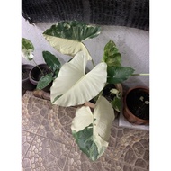 Alocasia Odora/Macrorrhiza Variegata Plant ( OFFER - Value for money )