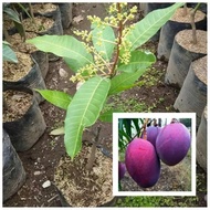 tanaman bibit mangga erwin berbunga buah mangga irwin