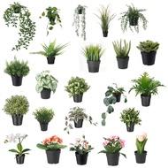 IKEA FEJKA Artificial potted plant  pot indoor outdoor Green Plant Living Room Decoration Pokok Sint