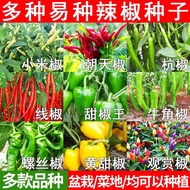 Pepper Seeds Daquan Pepper Seeds Millet Pepper Chaotian Pepper Beauty Pepper Sharp Pepper Colorful P