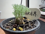 種植/植物 白皮月界