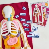 HUMAN ORGANS AND ANATOMY MOVABLE POSTER TOYS