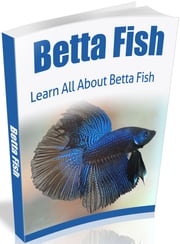 Betta Fish Anonymous