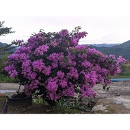 Keratan Bunga Kertas Purple 2 keratan