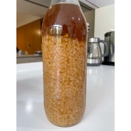 Water Kefir Grains (Make your own Probiotic Drinks | 2 TBSP)