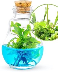 Venus Fly Trap, Grow Your Own Venus Flytrap in a 100% Self Sustaining Glass Terrarium, Maintenance F
