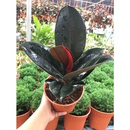 Ficus Elastica/ Ficus Burgundy- real live plant