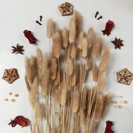 Lagurus Dried Flower (3 tangkai) 