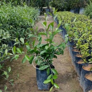 TKL - Vernonia Eliptica Lee Kuan Yew Creeper Climbing Vernonia (Polybag 9x9) 光耀藤植物攀藤植物 (Polybag 9x9)