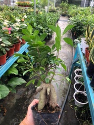 MM- Chinese Ficus Microcarpa Bonsai