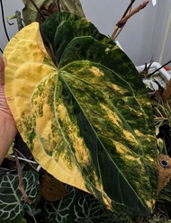 Bibit Bonggol Anthurium Variegata H011 / Kuping Gajah Hybrid Import