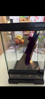 爬蟲飼養玻璃箱