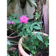 Pokok bunga ros kampung
