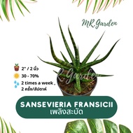 เพลิงสะบัด Sansevieria Francisii ต้นไม้ตระกูลลิ้นมังกร