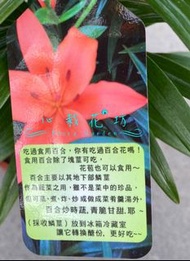 心栽花坊-食用百合/6吋/冬季限定過季無貨/觀花植物/香花植物/售價280特價200