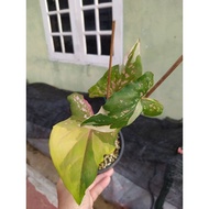 Chao Chakra Emperor/Rare Caladium/Keladi Thailand