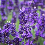 Biji Benih lavender / 薰衣草  花 种子 Flower Seeds Bunga