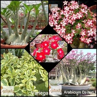 (SGseller) Rare Adenium Seeds 富贵花种子 Desert Rose Seed 沙漠玫瑰种子