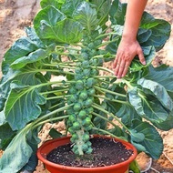 [Seed Three]100pcs Benih Brussel Sprouts Long Island/Baby Cabbage/绿孢子甘蓝种子