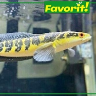 Hiasan Aquarium | Ikan Hias Channa Maru Yellow Sentarum ( Ys ) Hiasan