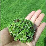 Azolla Mudah Ditanam