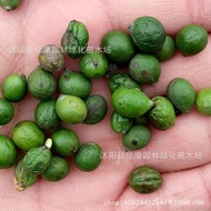 Piece Soil 1 Fir 1 Arhat Cypress Arhat Pine Catty Seed Arhat Fir = Lin Mu LLUT