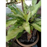 Pokok Paku Langsuir/Lansoya/pontianak/Asplenium Osaka/hiasan laman