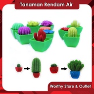 Mainan Edukasi Magic Growing Cactus - Mainan Rendam Air - Orbis Orbiz Water Beads