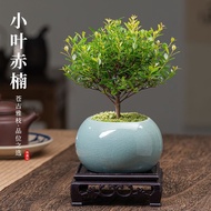 匡易日杂小件小叶赤楠老桩盆景苗植物花卉微景观水培办公室内好养 赤楠+随机瓷盆+复古底座+苔藓