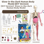 Disassemblable 3D Human Skeleton Model