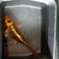 ikan koi slayer kumpay metalik black gold 30cm  grade A