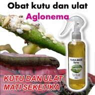 "12 / Kunulmase Spray Pembasmi hama untuk Tanaman Aglonema /pembasmi Kutu Ulat bakterisida mati seke